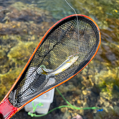 カワムツの釣果