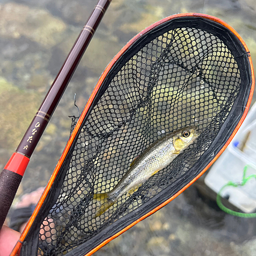 カワムツの釣果