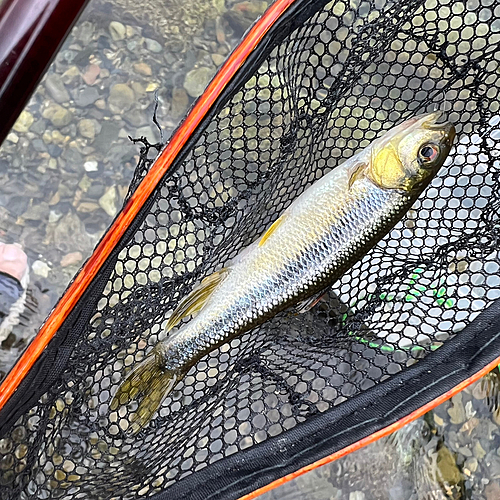 カワムツの釣果