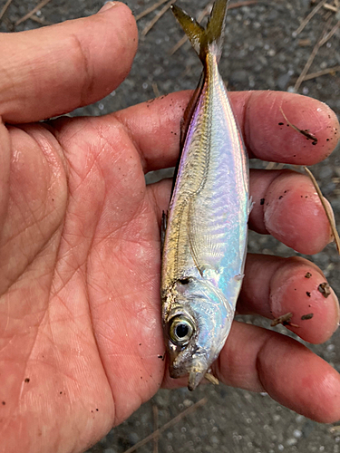 マアジの釣果