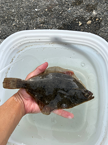 カレイの釣果