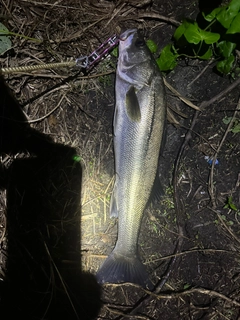 スズキの釣果