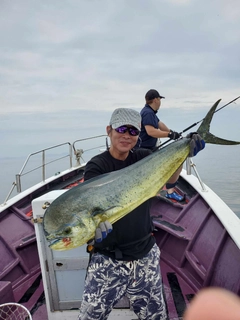 シイラの釣果