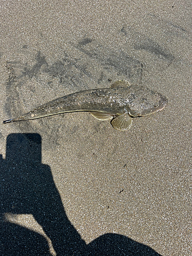 マゴチの釣果