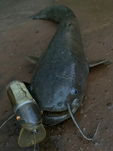 ナマズの釣果