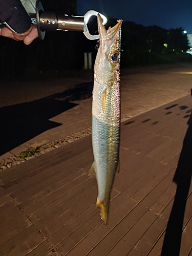 カマスの釣果