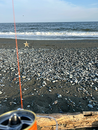 キスの釣果