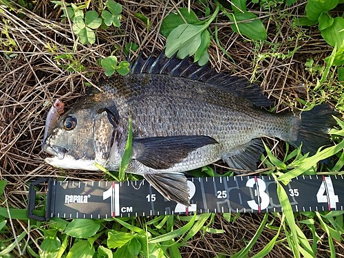 チヌの釣果