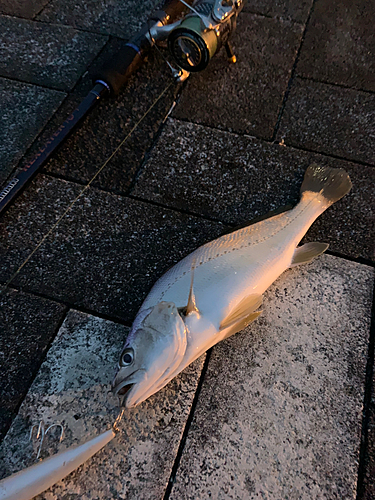 オオニベの釣果