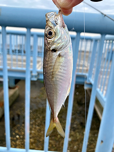 マアジの釣果