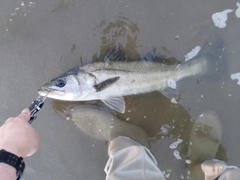 スズキの釣果