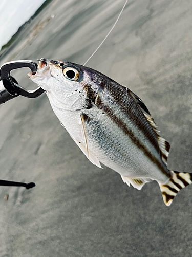 コトヒキの釣果