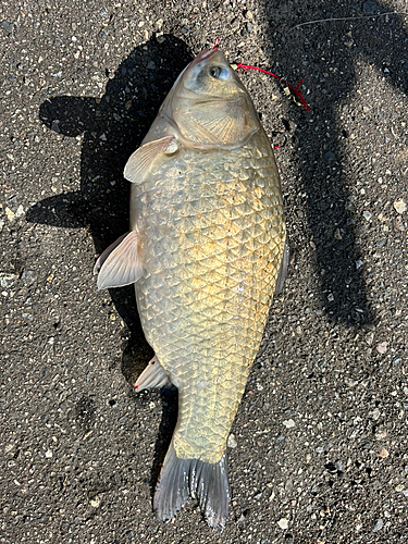 フナの釣果