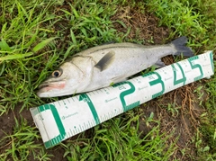 フッコ（マルスズキ）の釣果