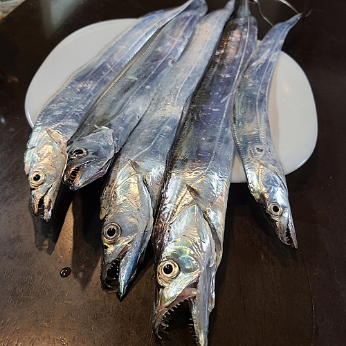 タチウオの釣果