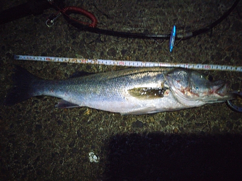 シーバスの釣果