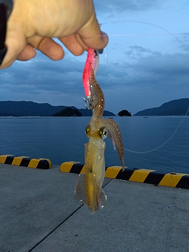 ヤリイカの釣果