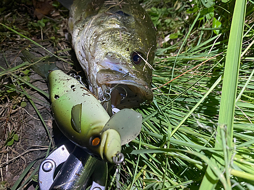 ブラックバスの釣果