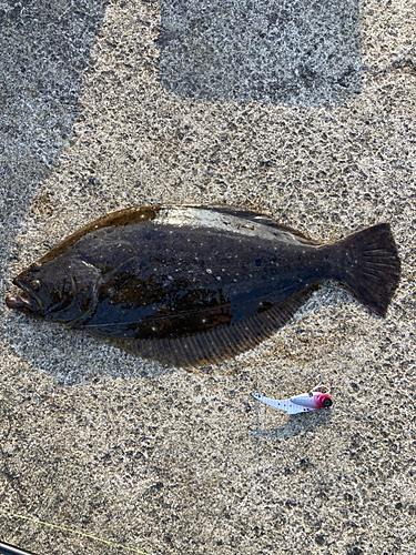 ヒラメの釣果