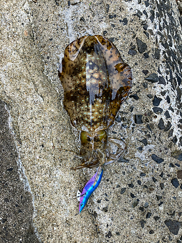 アオリイカの釣果