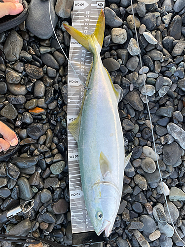 イナダの釣果