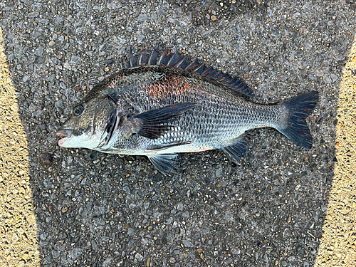 クロダイの釣果