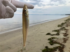 キスの釣果