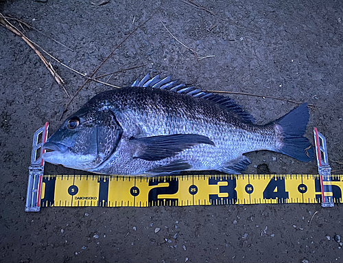 チヌの釣果