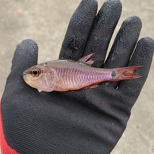 ネンブツダイの釣果