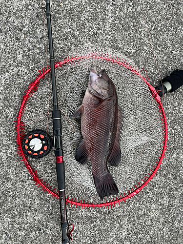 カンダイの釣果