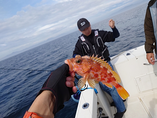 アヤメカサゴの釣果