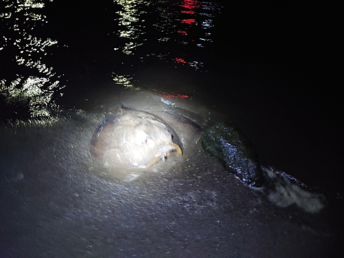 アカエイの釣果