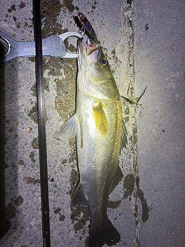 シーバスの釣果