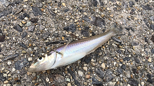 シロギスの釣果