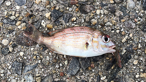 チャリコの釣果