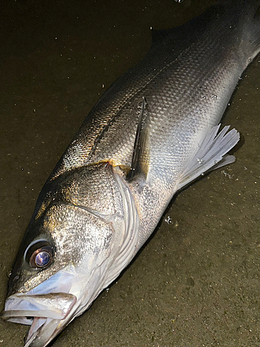 スズキの釣果