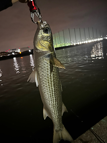 ボラの釣果