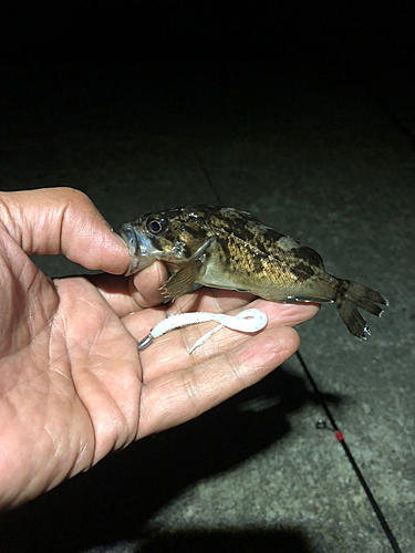 クロソイの釣果