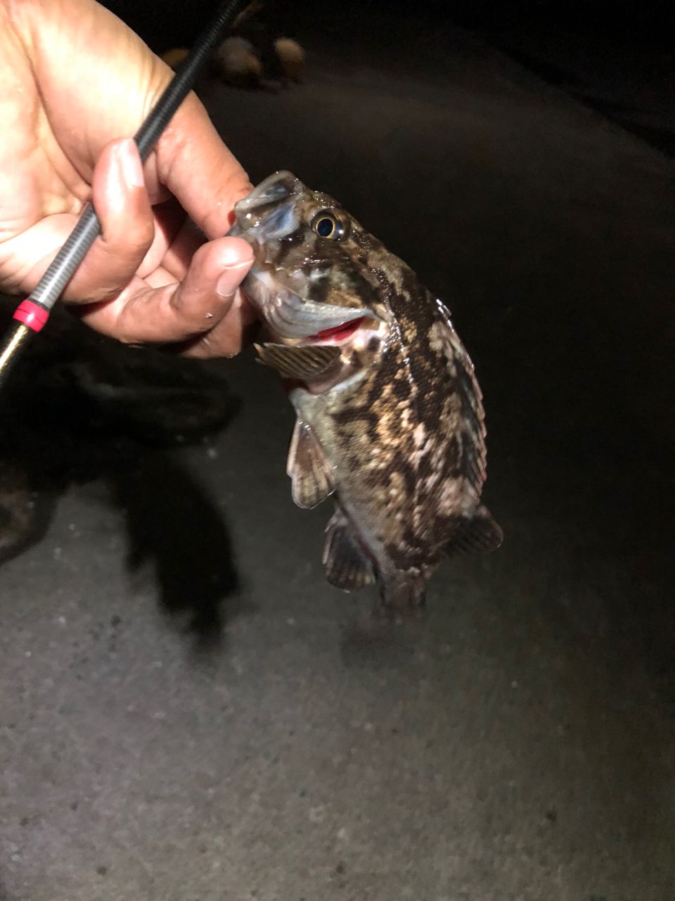 クロソイ