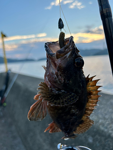 カサゴの釣果