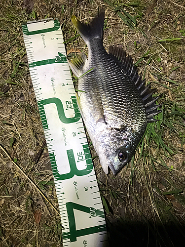 クロダイの釣果