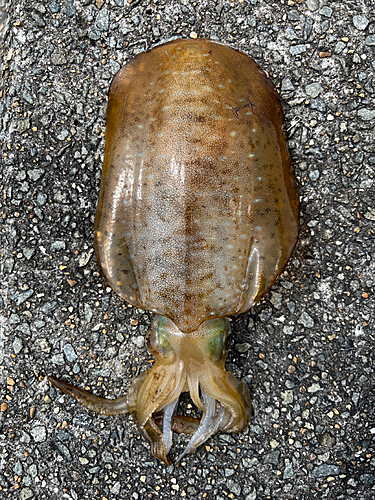 アオリイカの釣果