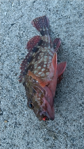 カサゴの釣果