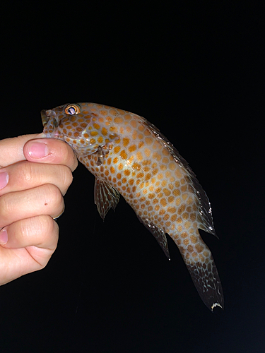 オオモンハタの釣果