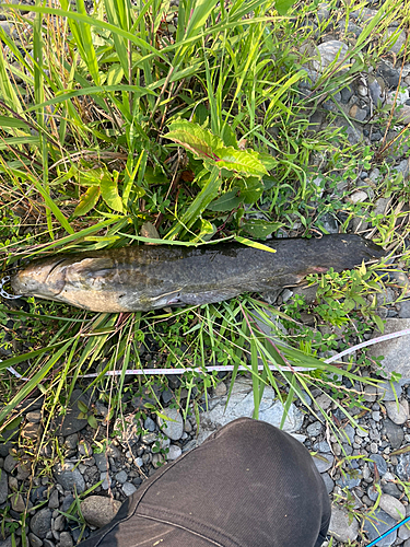 ナマズの釣果