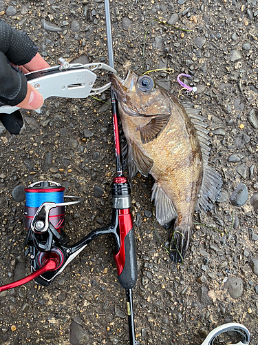 メバルの釣果