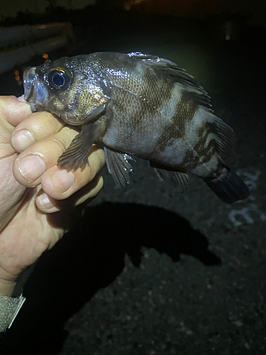 シロメバルの釣果