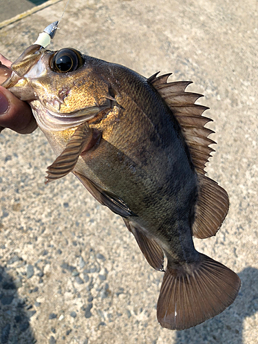 メバルの釣果