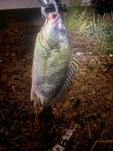 キビレの釣果