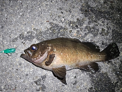 メバルの釣果